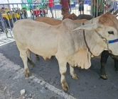 2ª Expo Agro Peixe em Boqueirão