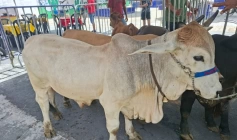 2ª Expo Agro Peixe em Boqueirão
