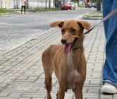 Cadela vítima de maus-tratos