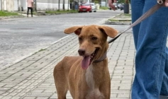 Cadela vítima de maus-tratos