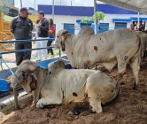 Melhoramento genético