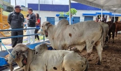 Melhoramento genético