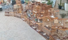 Aves silvestres apreendidas pela Polícia Ambiental em Patos 