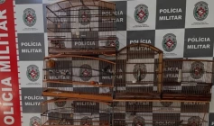 Aves silvestres apreendidas pela polícia militar em João Pessoa 