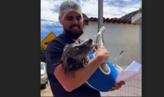 Castração destinada a cães e gatos em Vieirópolis