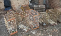 Apreensão de 21 aves silvestres