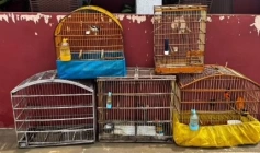 Aves silvestres apreendidas pela polícia militar em Lagoa 