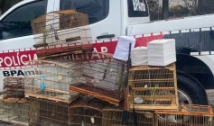 Aves silvestres apreendidas pela Polícia Militar em Santa Rita 