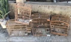 Aves silvestres apreendidas em Coremas, Condado e Cajazeiras