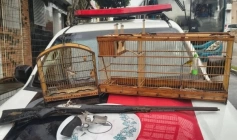 Aves silvestres e armas de fogo apreendidas em ação policial no município de Araçagi 