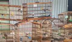 Aves silvestres apreendidas pela polícia militar em Belém 