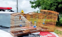 Aves silvestres apreendidas voluntariamente em Vista Serrana 