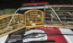 Aves e arma de fogo apreendidas em ação policla no município de Pilõeszinho 