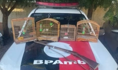 Aves silvestres apreendidas em Gurinhém 