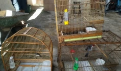 Aves silvestres apreendidas pela Polícia Militar em Campina Grande 