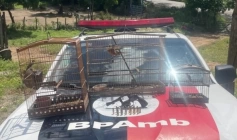 Aves silvestes e arma de fogo apreendidas pela polícia militar em Gurinhém