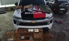 Operação do Batalhão Ambiental em Guarabira 