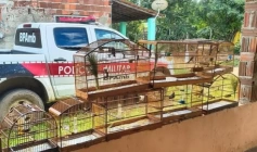 Aves silvestres apreendidas pela polícia militar no município de Belém, agreste paraibano 