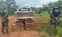 Aves Silvestres apreendidas pelo Batalhão Ambiental na região de Guarabira