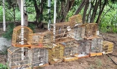 Aves silvestres apreendidas pela polícia militar em Sousa 