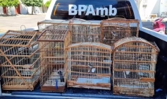 Aves silvestres apreendidas pela Polícia Militar em Sousa 