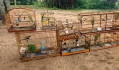 Aves silvestres apreendidas pela Polícia Militar em São Miguel de Taipu 