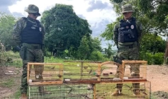 Aves silvestres apreendidas pela Polícia Militar em Guarabira 