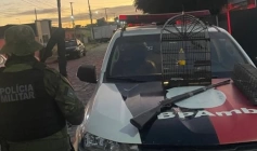 Aves e arma de fogo apreendidas em Bananeiras 