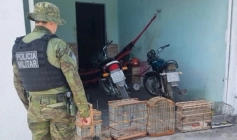 Aves Silvestres apreendidas pela Polícia Militar em São José de Piranhas 