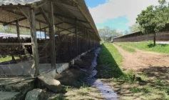 Granja de galinhas