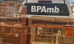 Aves silvestres apreendidas pela polícia militar em Santa Rita 
