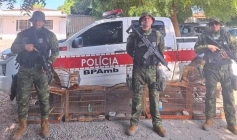 Aves silvestres apreendidas pela Polícia Militar em Juarez Távora 