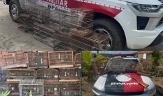 Aves silvestes apreendidas pela polícia militar na Paraíba 
