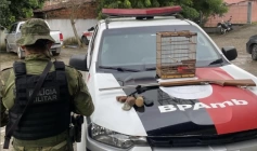 Arma e ave silvestre apreendidas em Guarabira 