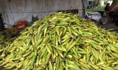 Feira do Milho da Empresa Paraibana de Abastecimento e Serviços Agrícolas (Empasa)