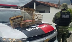 Aves silvestres apreendidas pela Polícia Militar em Gurinhém 