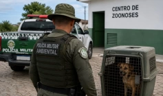 Cão resgatado em ocorrência de maus-tratos é encaminhado para atendimento especializado após ação da Polícia Ambiental.