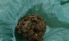Maconha apreendida em ação da PM