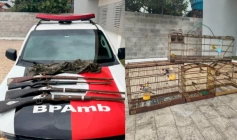 Apreensão de aves silvestres e armas de fogo
