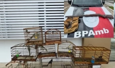 Aves silvestres e arma de fogo apreendidas em ação da Polícia Militar em Mamanguape 