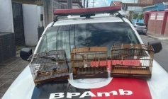 Aves silvestres apreendidas pela Polícia Militar em Remígio 
