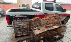 Aves silvestres apreendidas pela Polícia Militar no município de Pirpirituba, no Brejo paraibano
