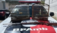 BPMA flagra cativeiro ilegal de animal silvestre e apreende espingarda
