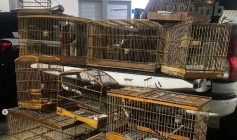 Aves silvestres apreendidas pela Polícia Ambiental em Guarabira 
