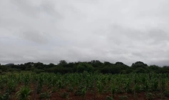 Alerta de vendaval para os 223 municípios da Paraíba
