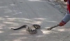 Imagem de uma cobra cascavel 