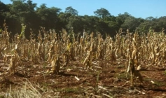 Situação de emergência por seca