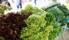 Programação da Feira da Agricultura Familiar 