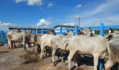 Encontro de Rastreabilidade Bovina