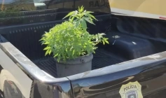 Pés de maconha apreendidos pela Polícia Civil no município de Água Branca, no Sertão paraibano.